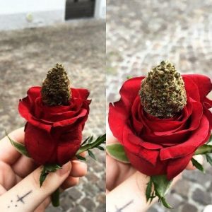 eating edible cannabis 420 College