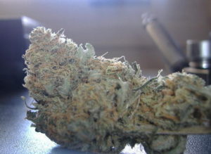 cannabis THC