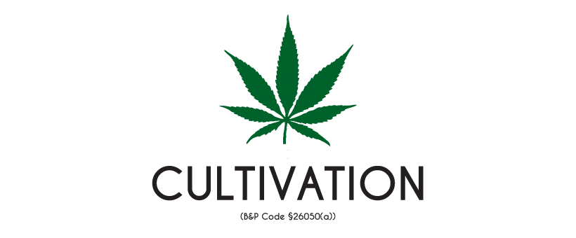 How to qualify for a cannabis cultivation license?