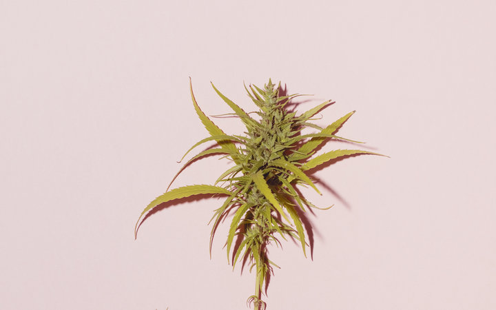How to Start a Cannabis Dispensary Business – Planning
