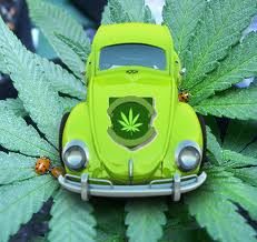 Cannabis Growing Tips